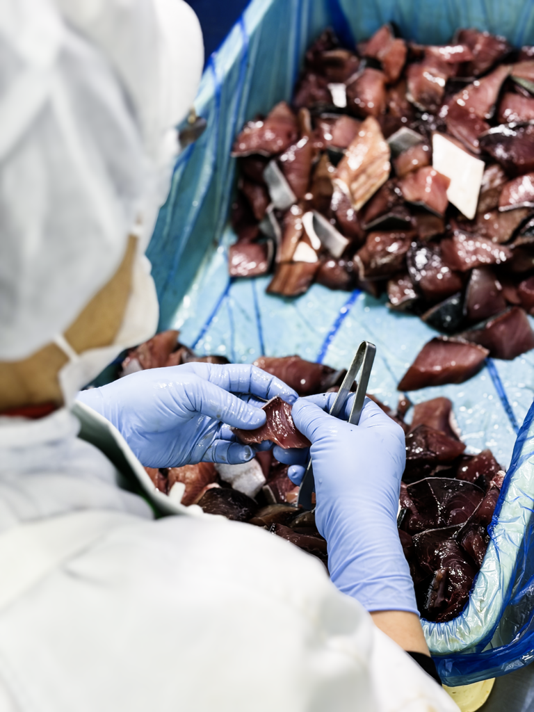 手作業によるブリの骨チェック